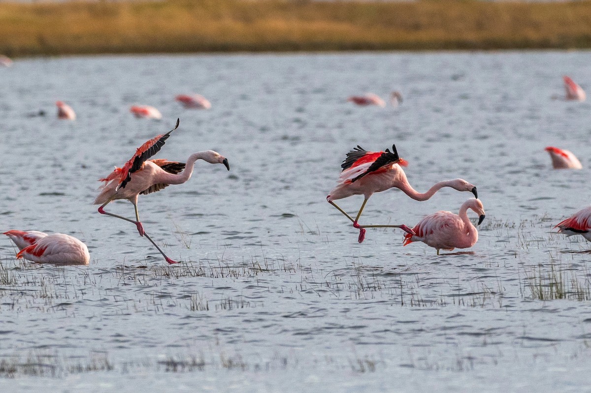 Chilean Flamingo - Richard Pockat
