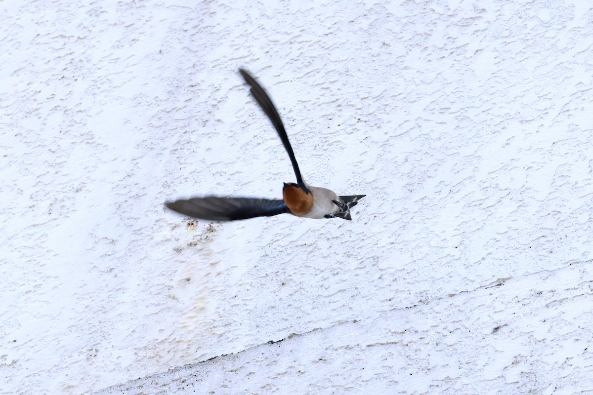 Pacific Swallow - ML616308414