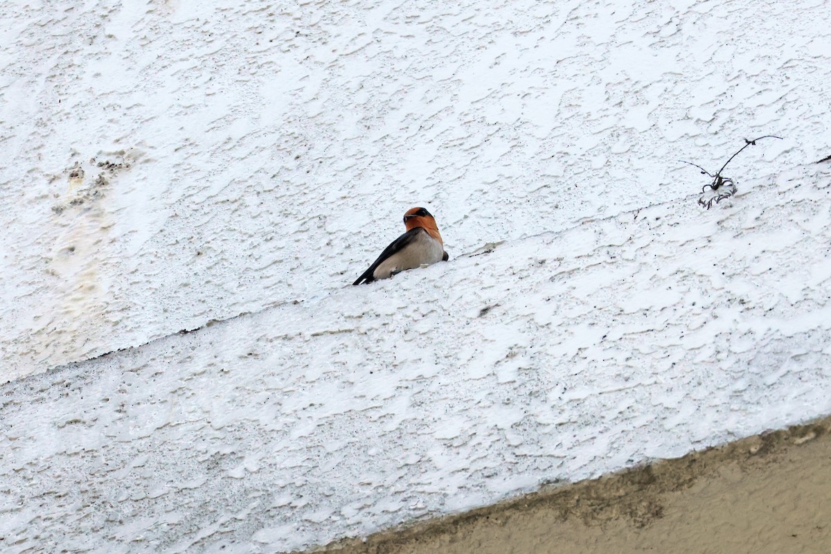 Pacific Swallow - ML616308415