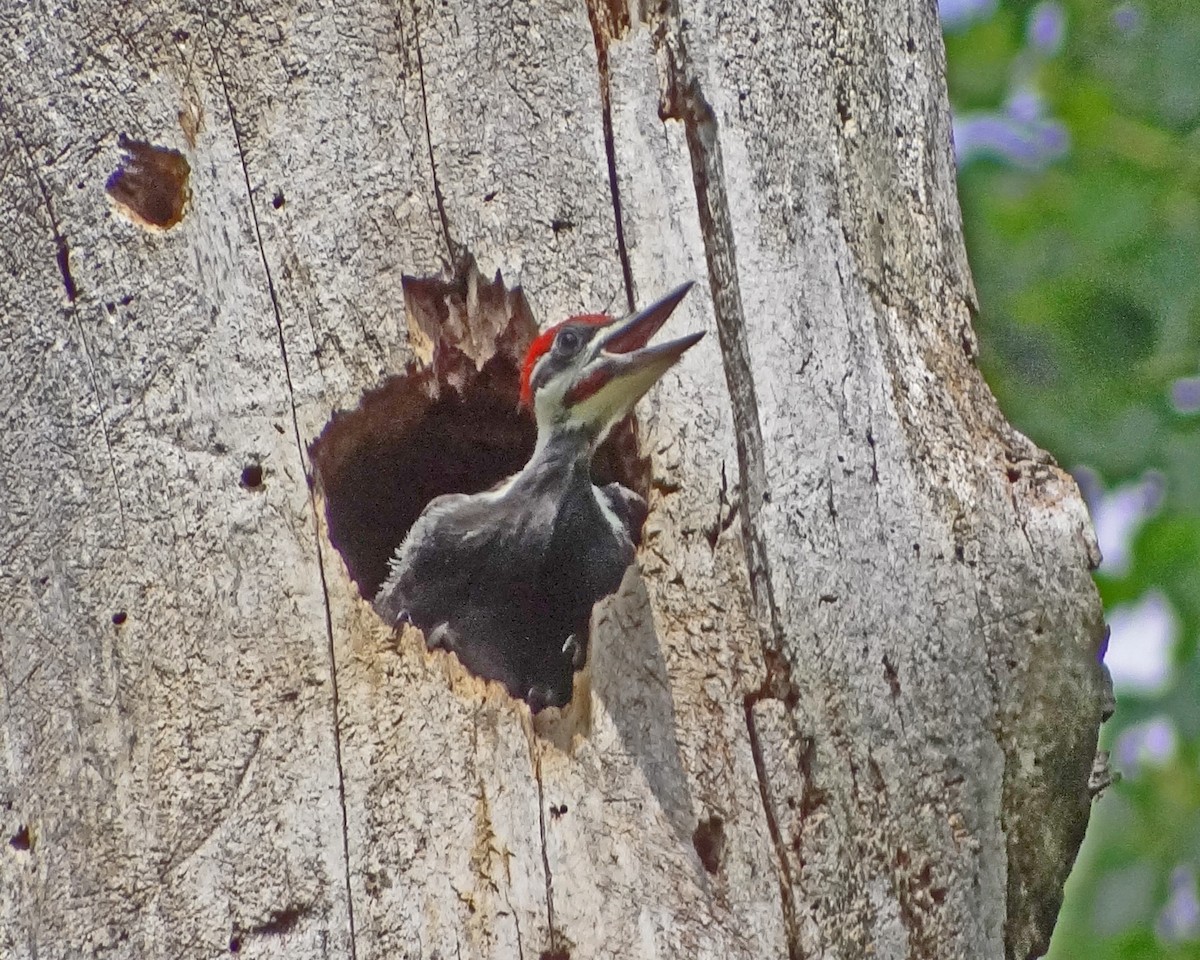 Pileated Woodpecker - ML616308517