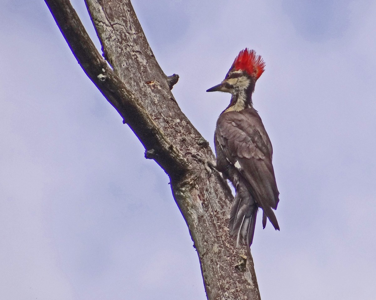 Pileated Woodpecker - ML616308582