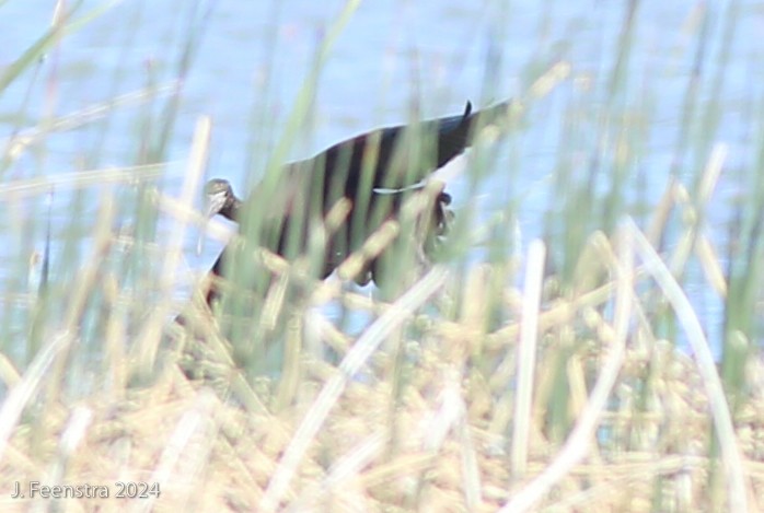 Glossy Ibis - ML616308600