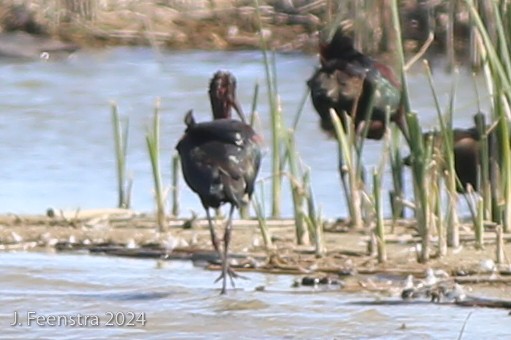Glossy Ibis - ML616308602