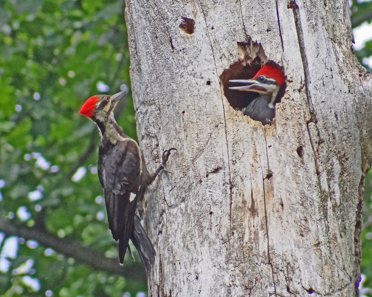 Pileated Woodpecker - ML616308613