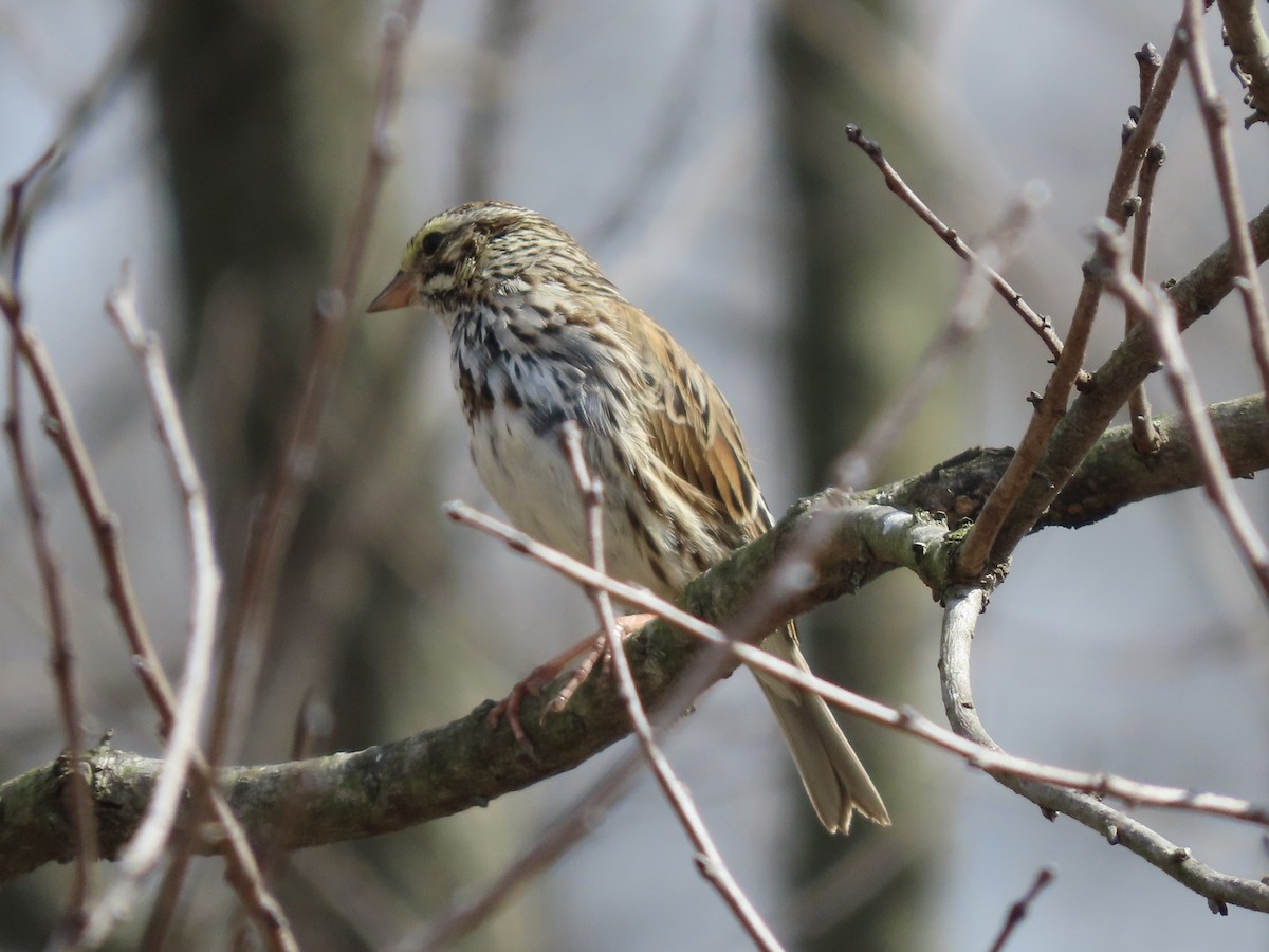 Savannah Sparrow (Savannah) - ML616308628