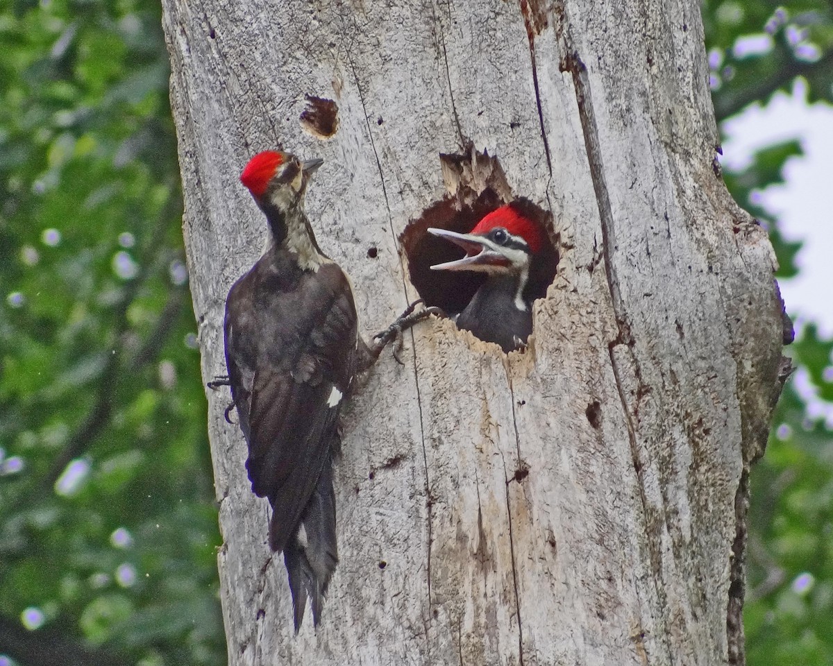 Pileated Woodpecker - ML616308635