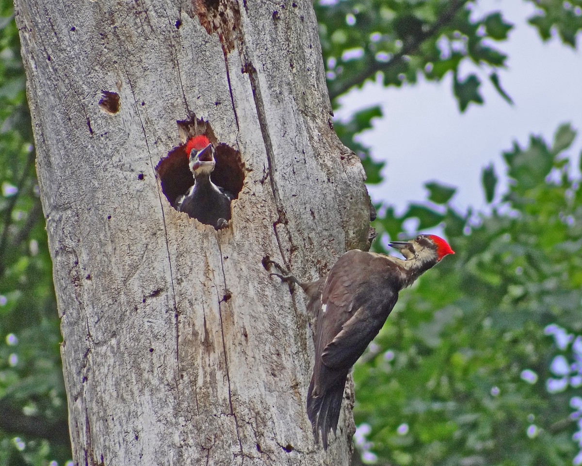 Pileated Woodpecker - ML616308662