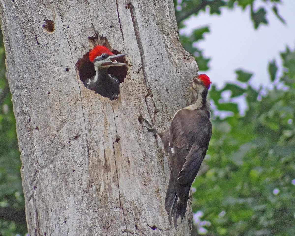 Pileated Woodpecker - ML616308677