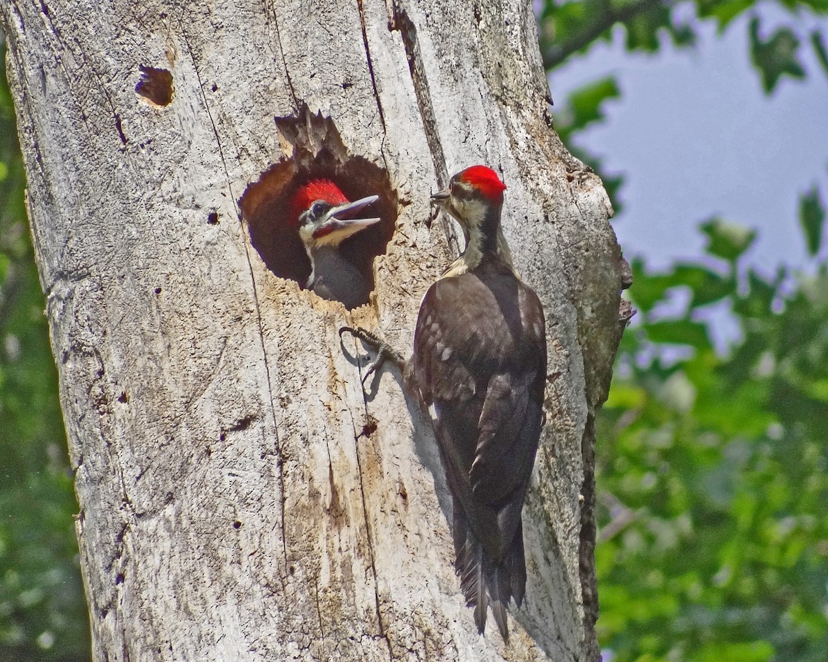 Pileated Woodpecker - ML616308688