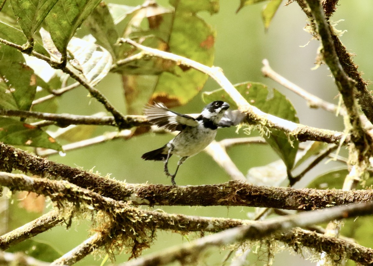 Variable Seedeater - ML616308704