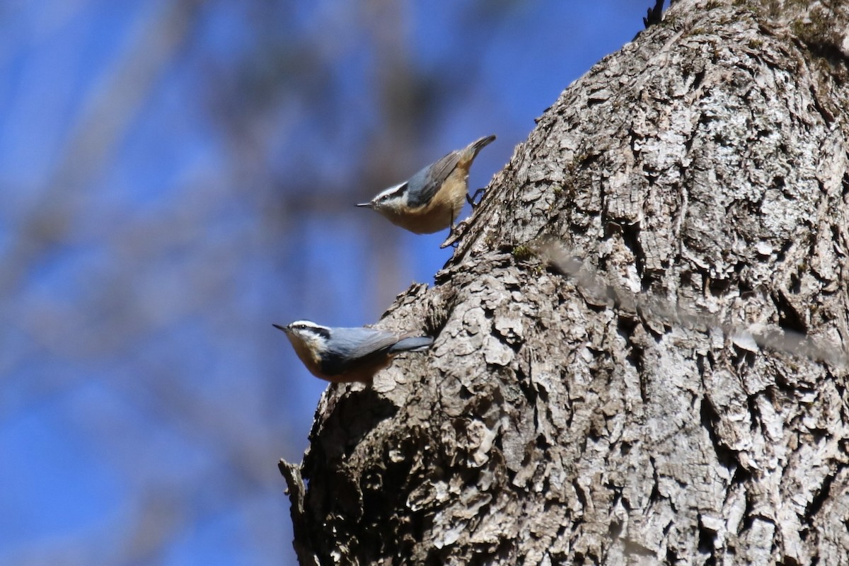 Red-breasted Nuthatch - ML616308709