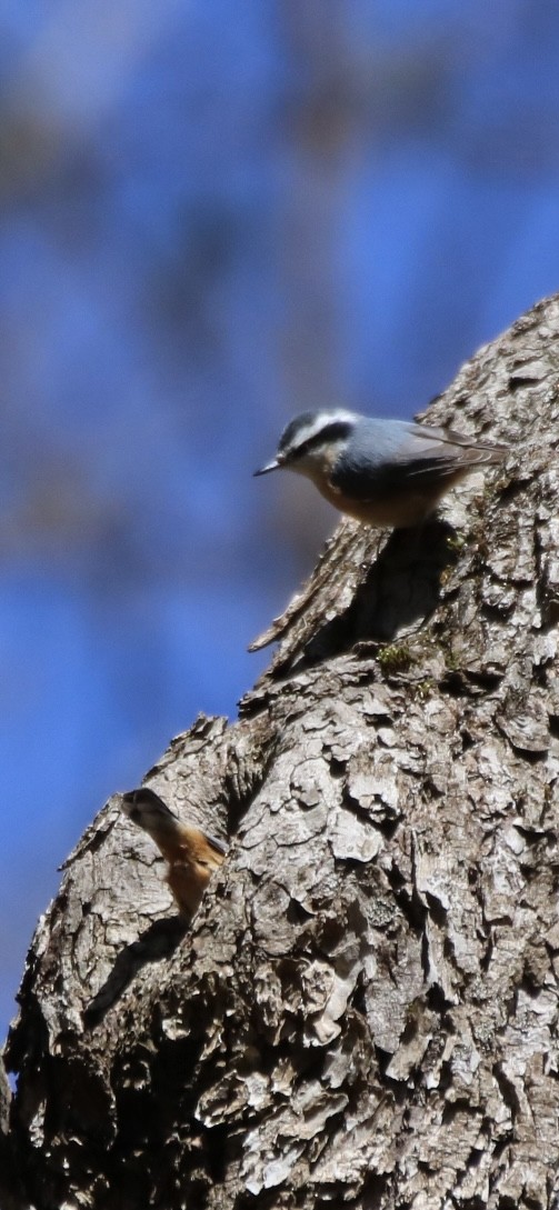 Red-breasted Nuthatch - ML616308710