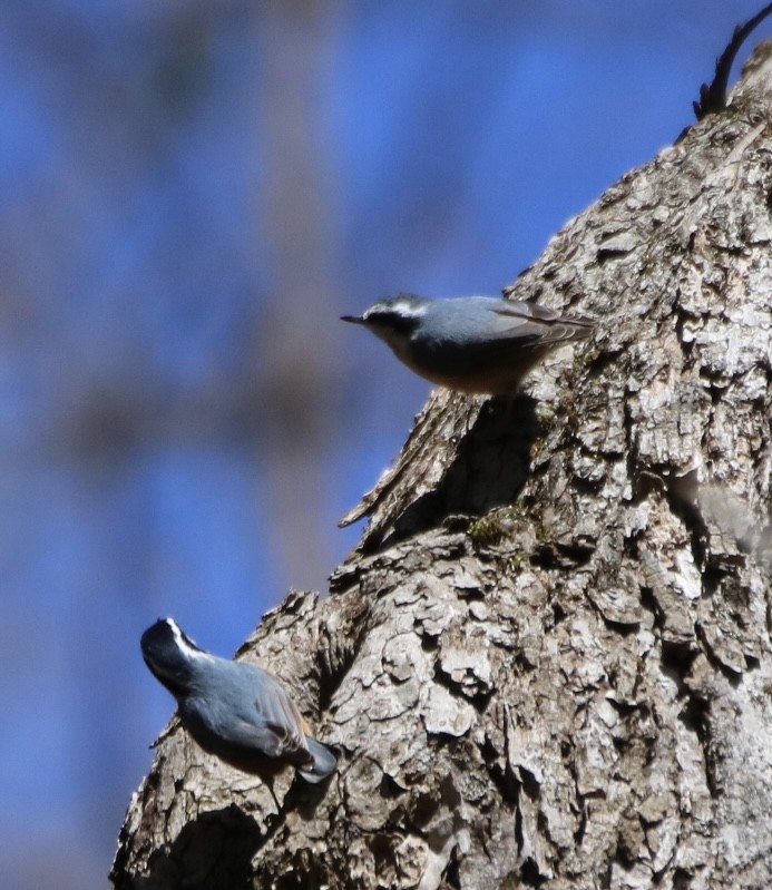 Red-breasted Nuthatch - ML616308712