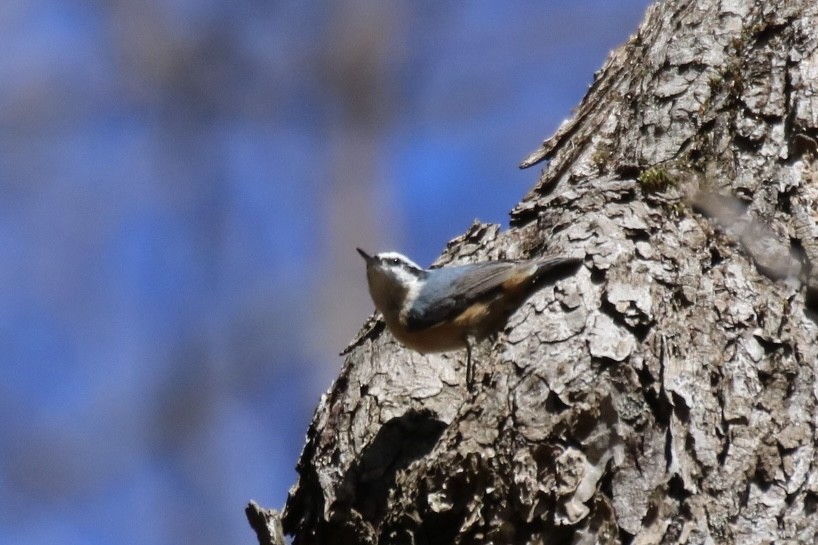 Red-breasted Nuthatch - ML616308716