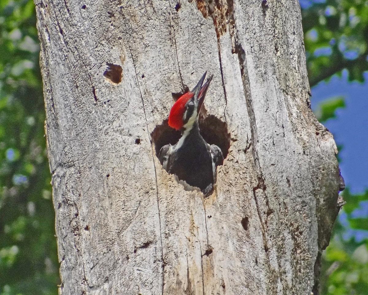 Pileated Woodpecker - ML616308721