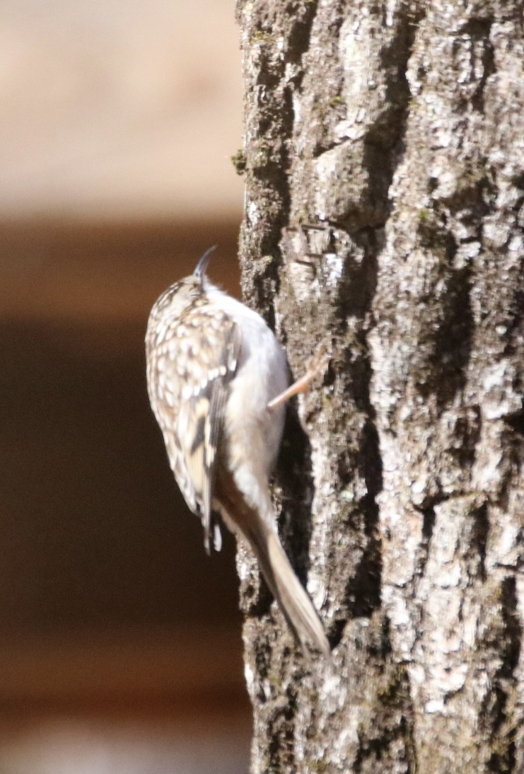 Brown Creeper - ML616308724