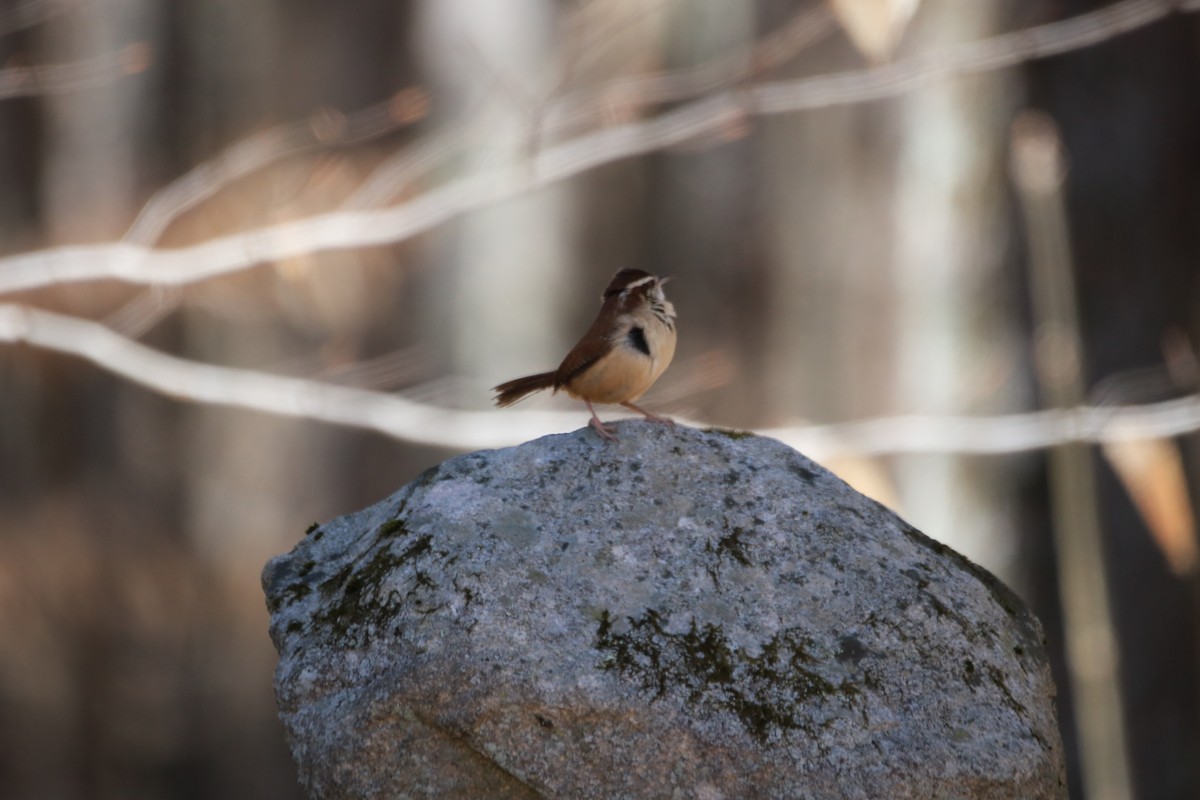 Carolina Wren - ML616308728