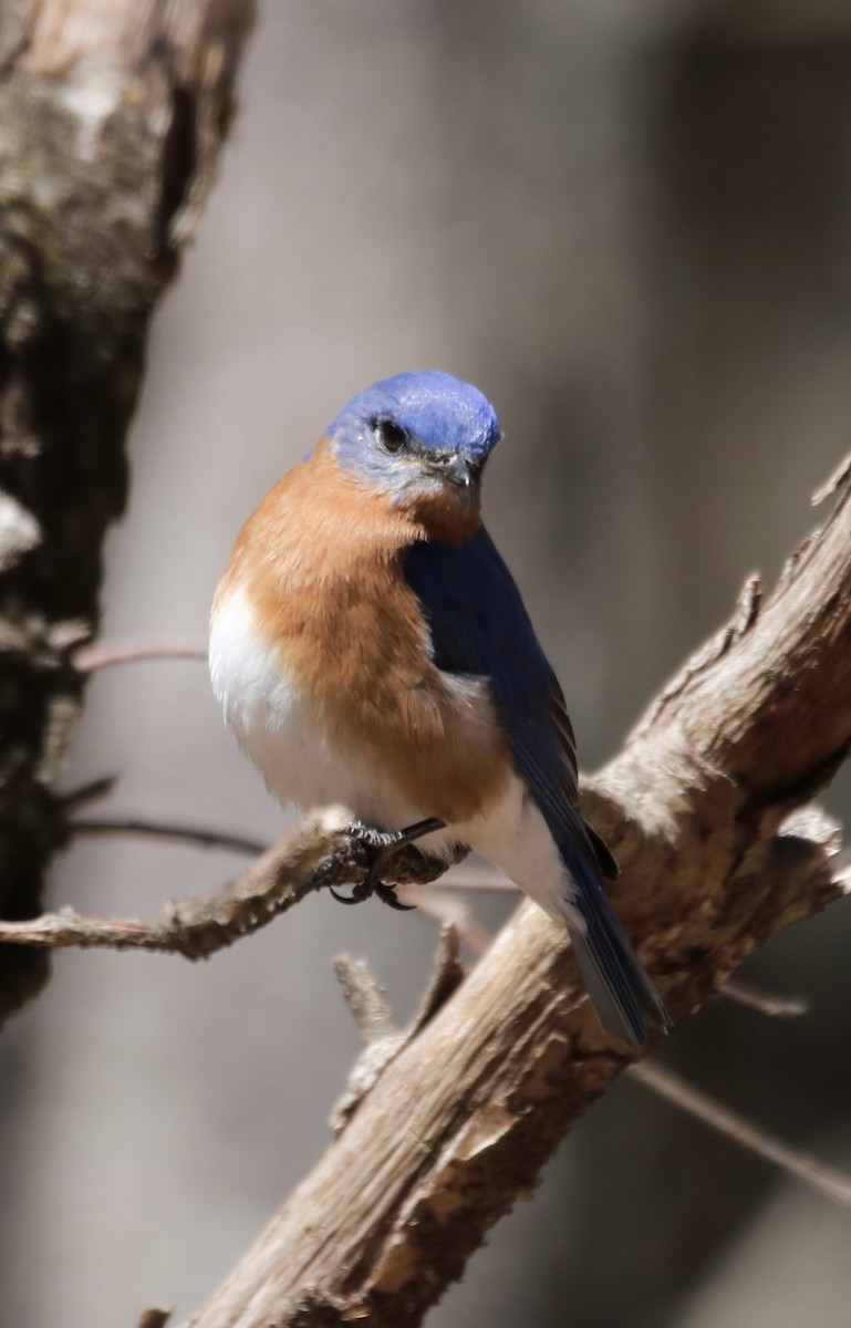 Eastern Bluebird - Kelly Krechmer