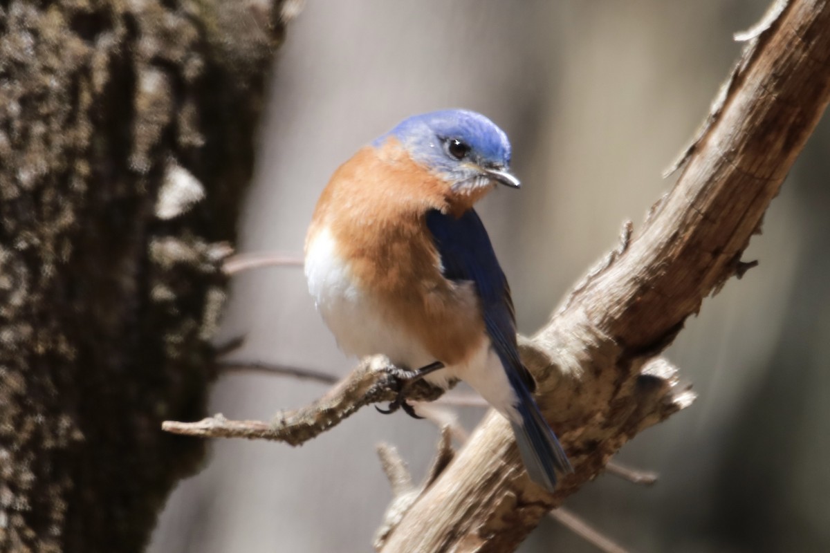 Eastern Bluebird - ML616308732