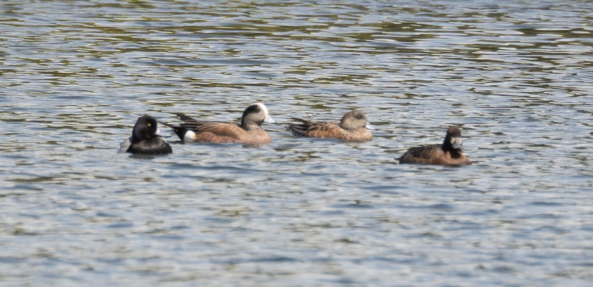 Lesser Scaup - ML616308745