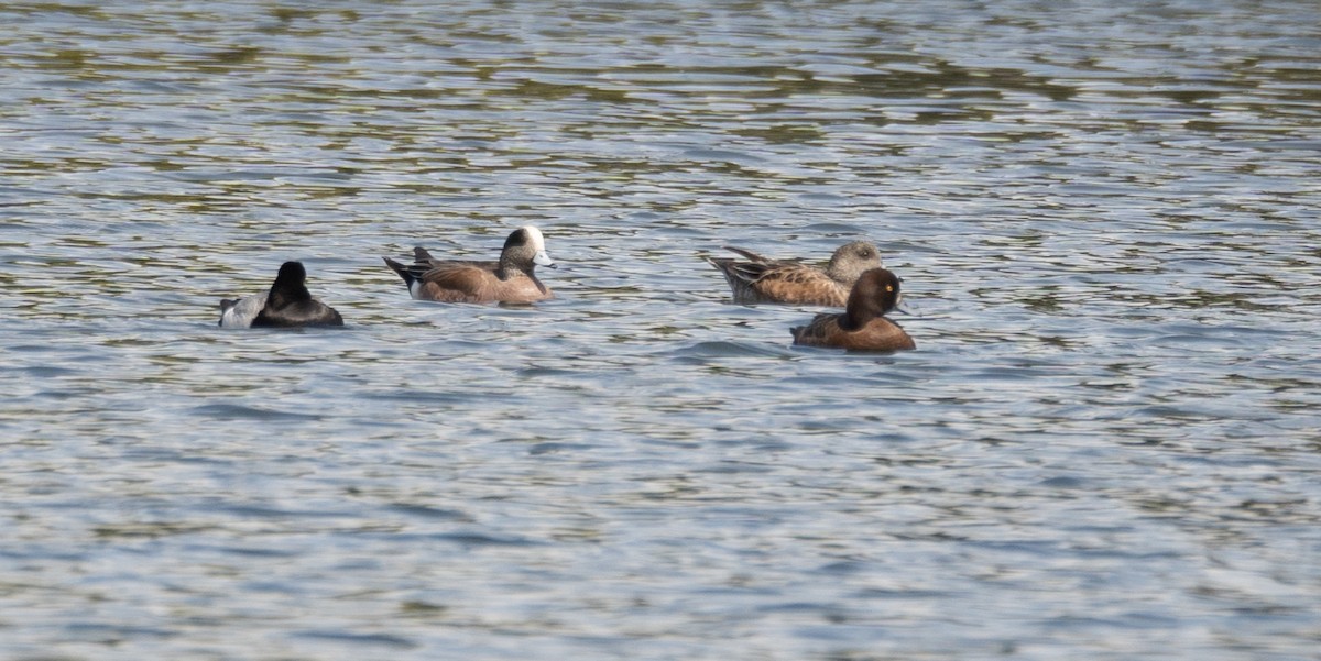 Lesser Scaup - ML616308746