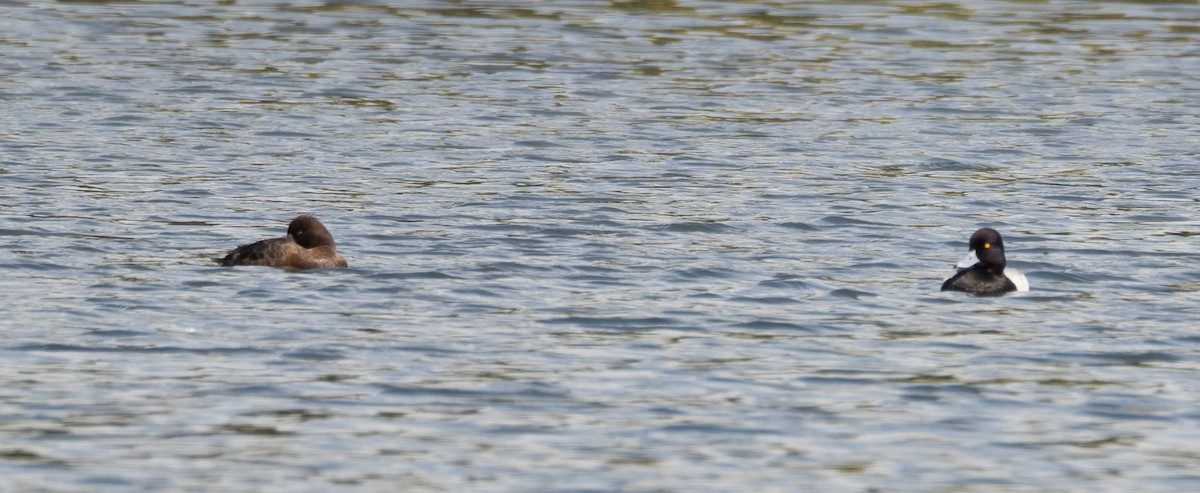 Lesser Scaup - ML616308747