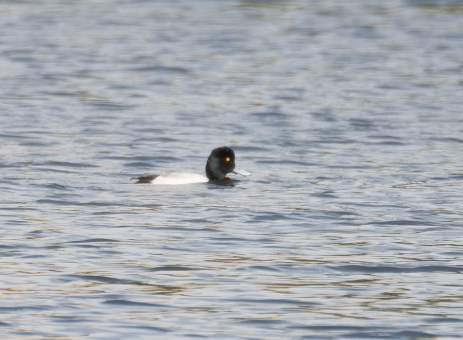 Lesser Scaup - ML616308748