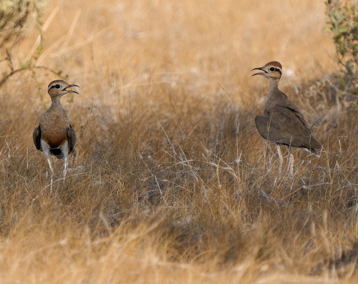 Temminck's Courser - ML616308773