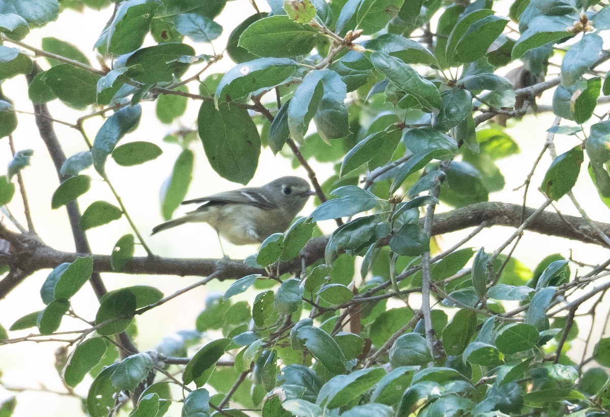 Hutton's Vireo - Kevin Gong