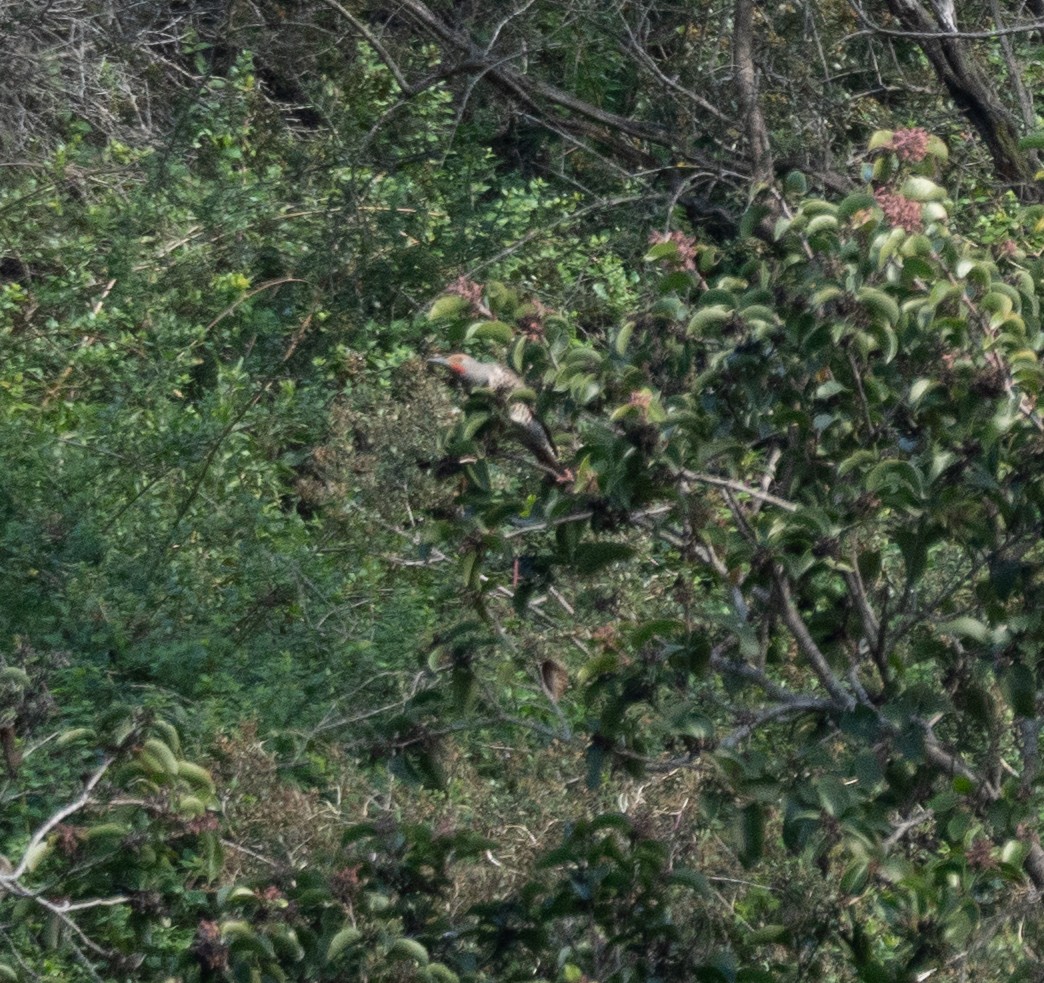 Northern Flicker - ML616308802