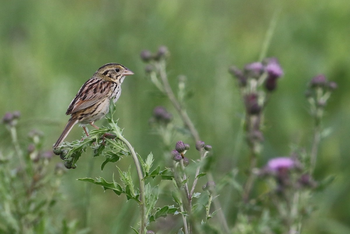 Henslow's Sparrow - ML61630881