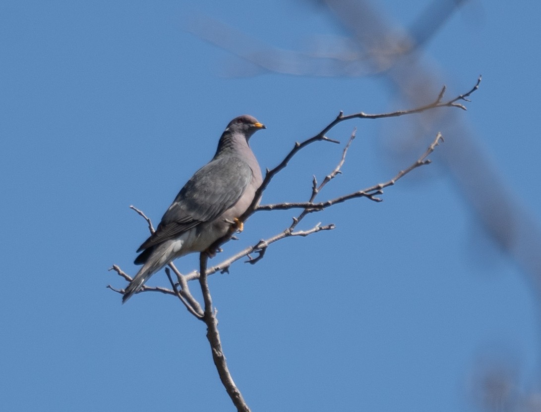 Band-tailed Pigeon - Kevin Gong