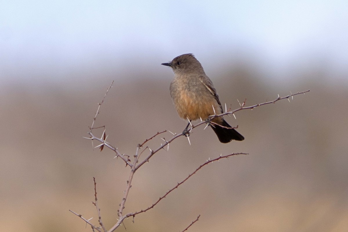 Say's Phoebe - ML616308889