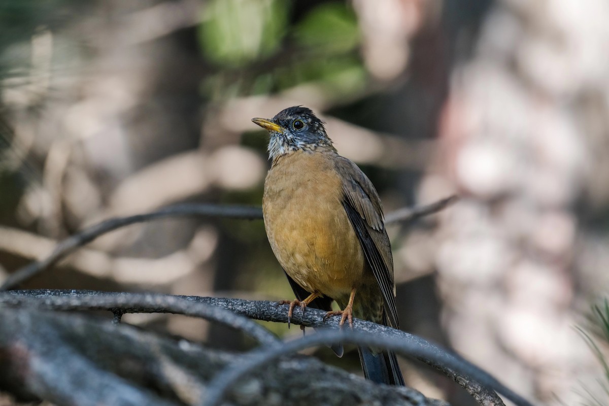 Austral Thrush - ML616308898