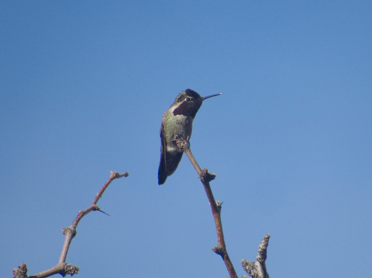 Anna's Hummingbird - ML616308960