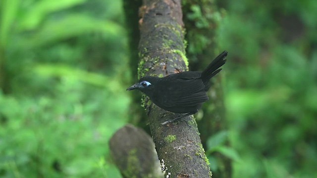 Zeledon's Antbird (Choco) - ML616308961