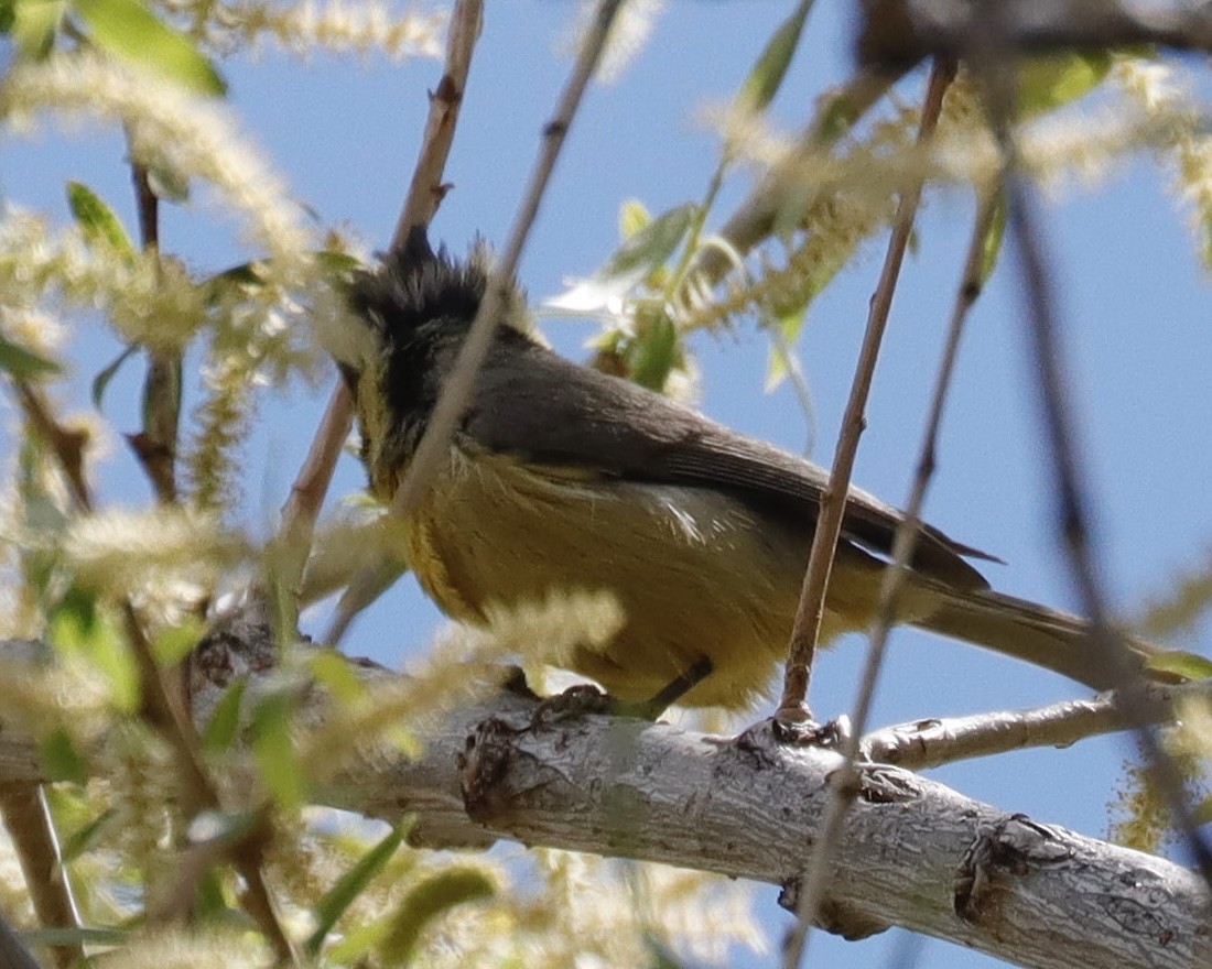 Bridled Titmouse - ML616309004