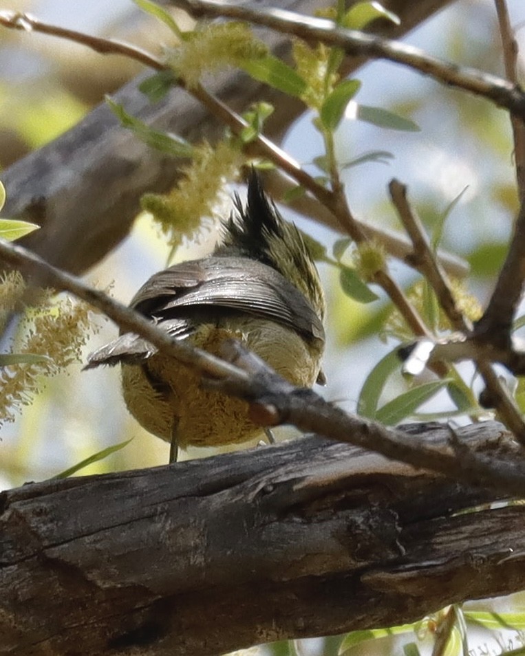 Bridled Titmouse - ML616309007