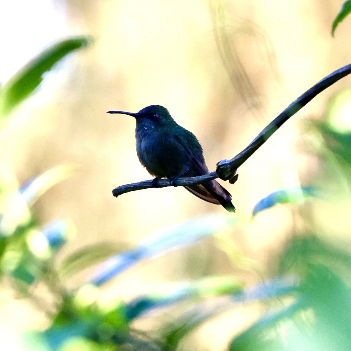 kolibřík haitský - ML616309017