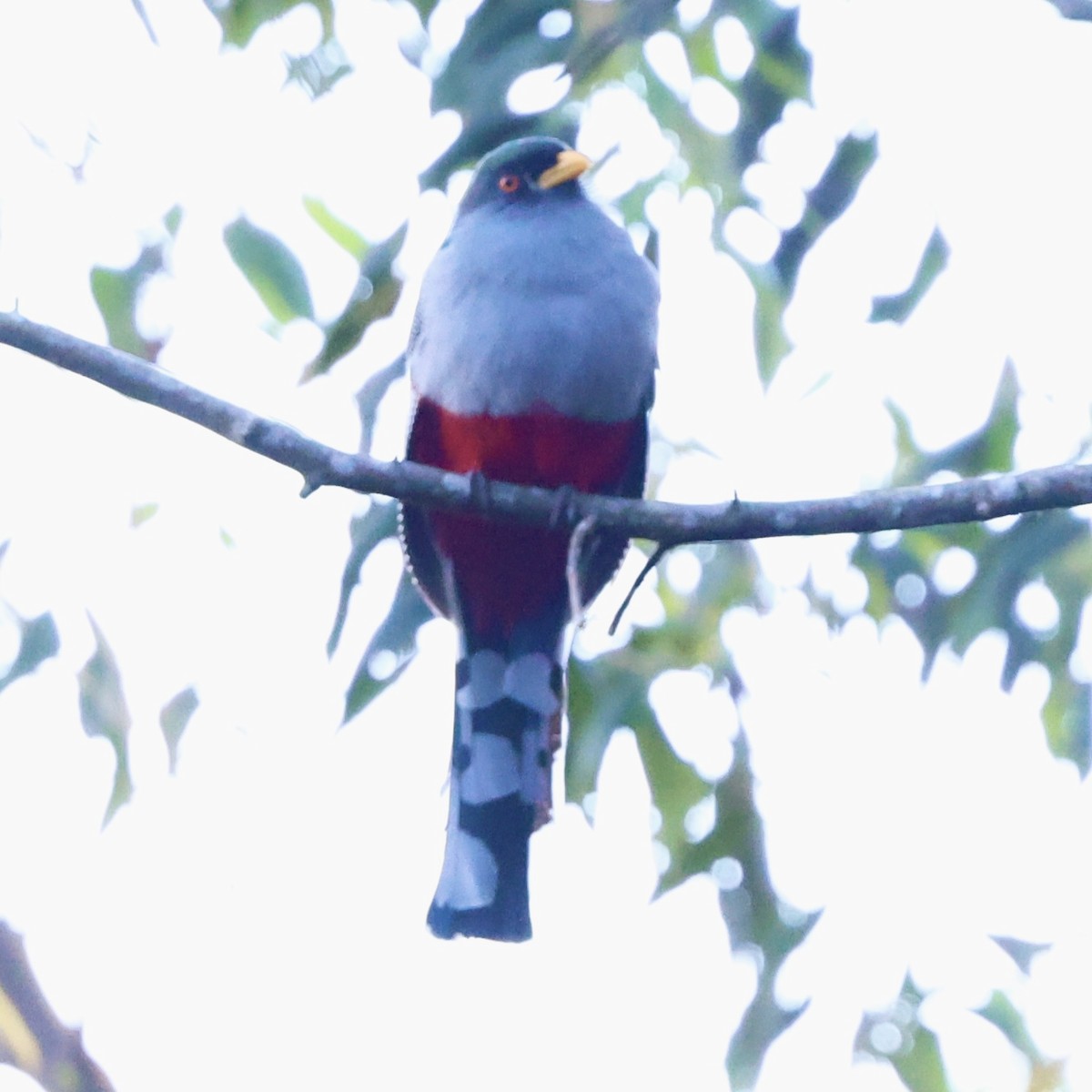 Hispaniolan Trogon - Gino Ellison