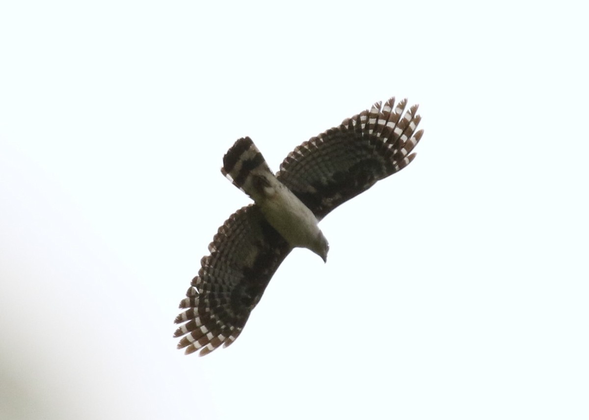 Gray-headed Kite - ML616309050