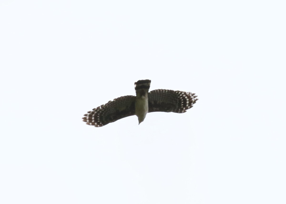Gray-headed Kite - ML616309058