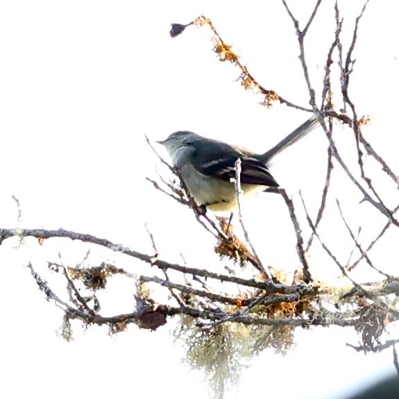 Greater Antillean Elaenia (Hispaniolan) - ML616309074