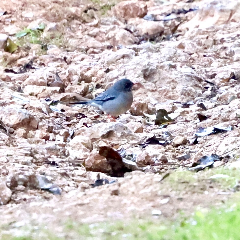 Red-legged Thrush (Antillean) - ML616309136