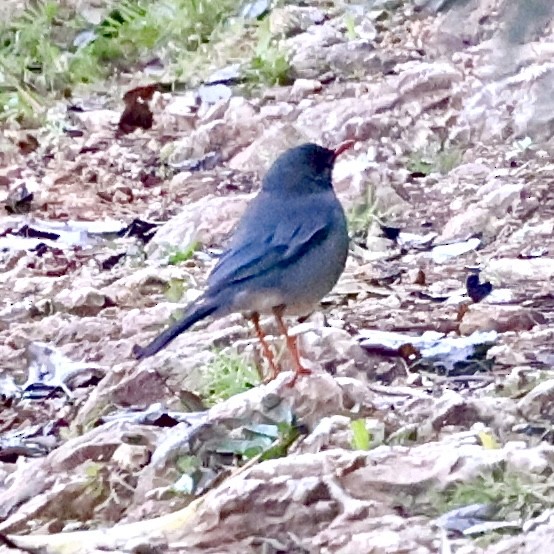 Red-legged Thrush (Antillean) - ML616309138