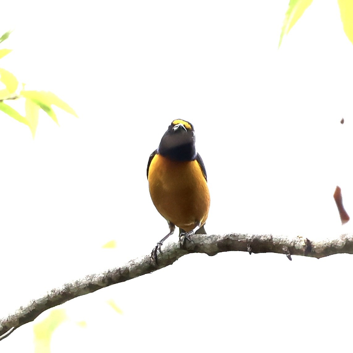 Hispaniolan Euphonia - Gino Ellison