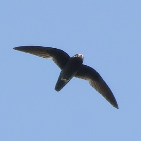 White-chinned Swift - ML616309172