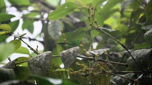 Yellow-collared Chlorophonia - ML616309188