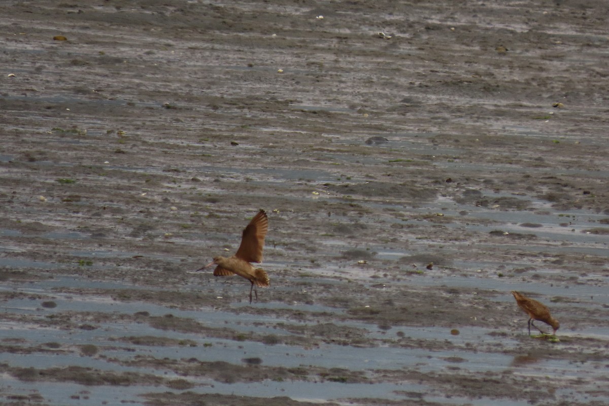 Marbled Godwit - ML616309198