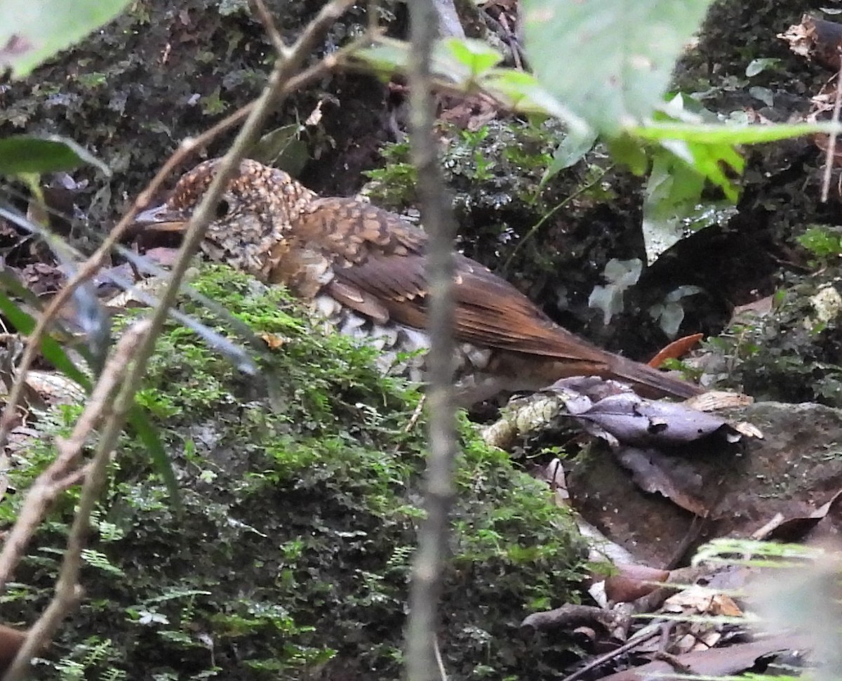 Russet-tailed Thrush - ML616309205